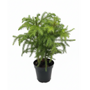 4 inch Soft needle-like leaves tree, Mini Christmas tree, Easy-care houseplant, Long-living houseplant