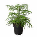 4 inch Soft needle-like leaves tree, Mini Christmas tree, Easy-care houseplant, Long-living houseplant