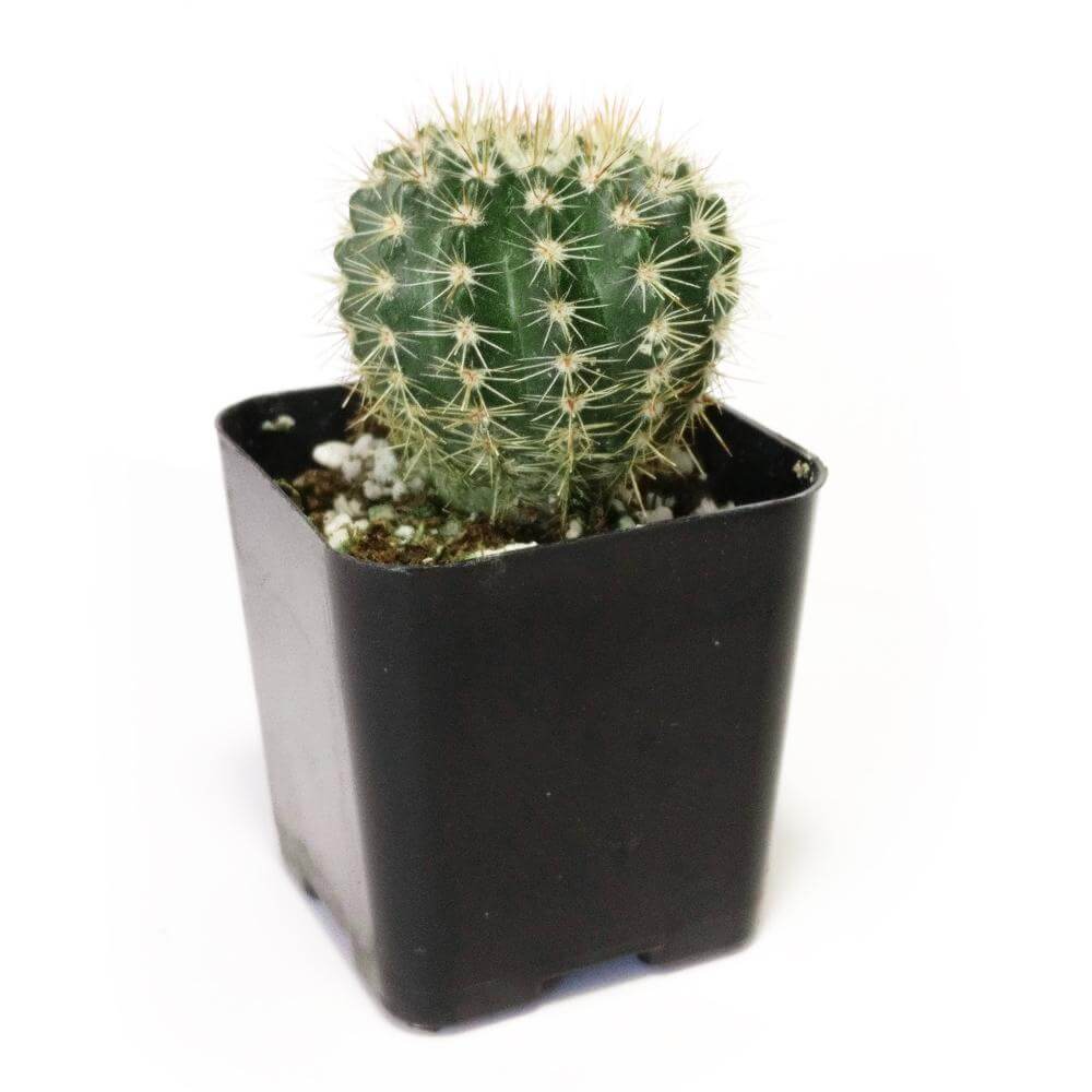 Roseoluteus Cactus Care, Succulents, succulent subscription, succulent care guide, succulents garden, Rare succulents, succulent care, succulent plant, succulents store in CA, Notocactus Roseoluteus in California, How to grow Notocactus Roseoluteus