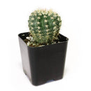 Notocactus Succulent, indoor succulents, succulents store in CA, succulent care guide, Rare succulents, Succulents, succulents shop in California, succulent subscription, monthly succulents, Notocactus Succulent in California, How to grow Notocactus Succulent