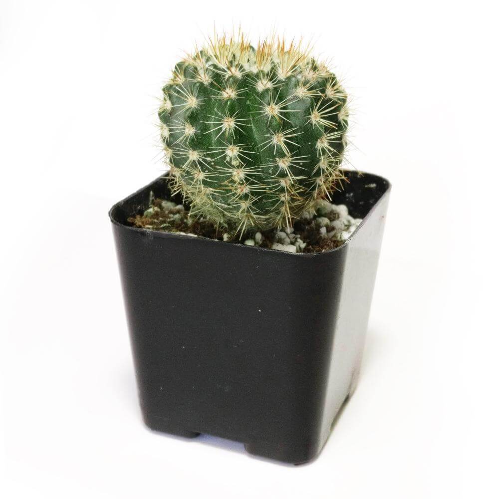 Notocactus Roseoluteus for Sale, Succulents, succulent subscription, succulent care guide, succulents garden, Rare succulents, succulent care, succulent plant, succulents store in CA, Notocactus Roseoluteus in California, How to grow Notocactus Roseoluteus