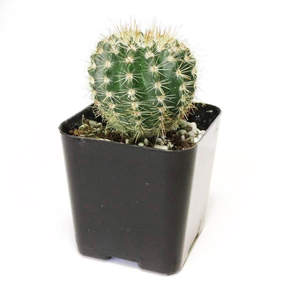 Notocactus Succulent, indoor succulents, succulents store in CA, succulent care guide, Rare succulents, Succulents, succulents shop in California, succulent subscription, monthly succulents, Notocactus Succulent in California, How to grow Notocactus Succulent