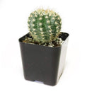 Notocactus Succulent, indoor succulents, succulents store in CA, succulent care guide, Rare succulents, Succulents, succulents shop in California, succulent subscription, monthly succulents, Notocactus Succulent in California, How to grow Notocactus Succulent