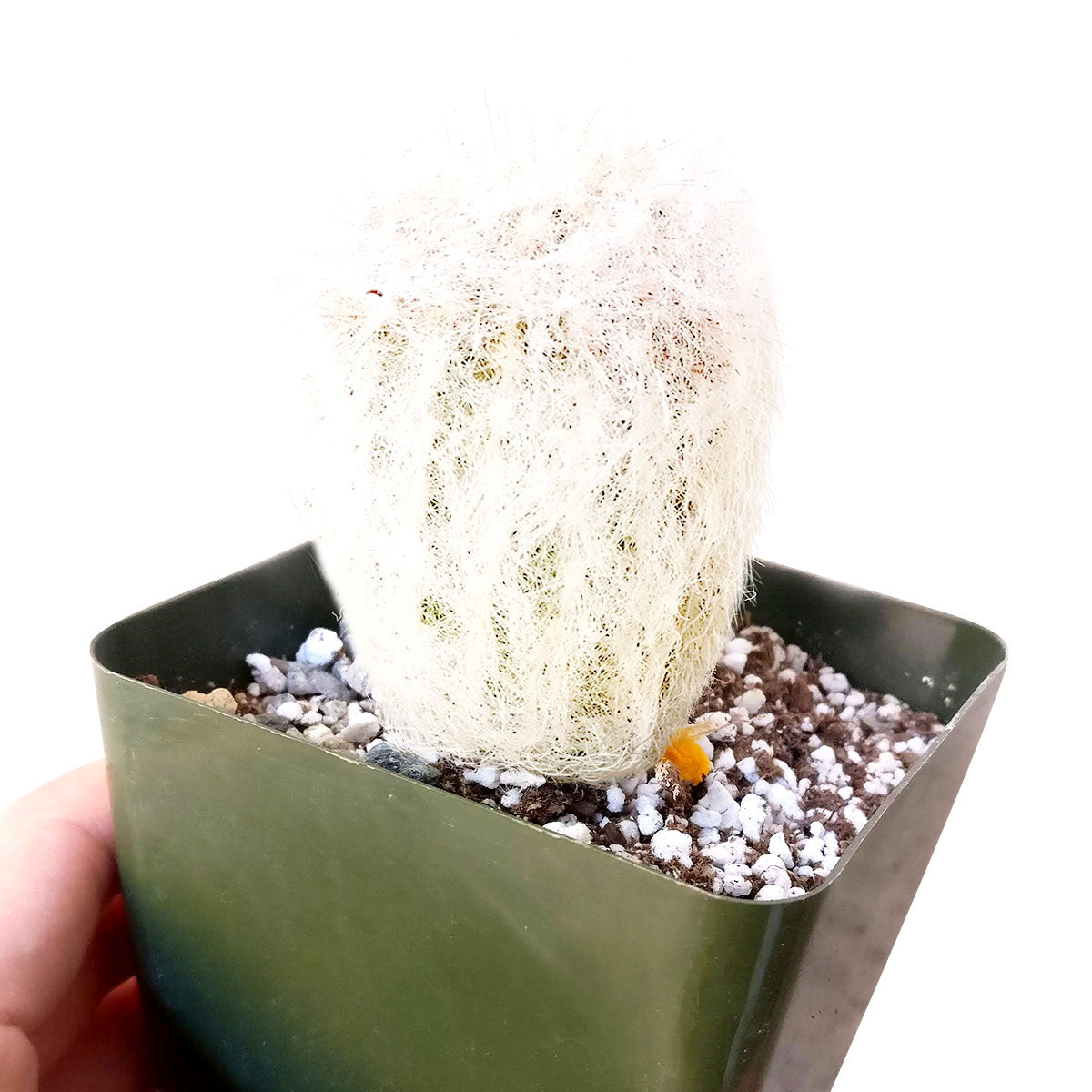 old man succulent Peruvian Old Man Cactus - Espostoa Lanata - Unique Funny Cactus Gift Ideas