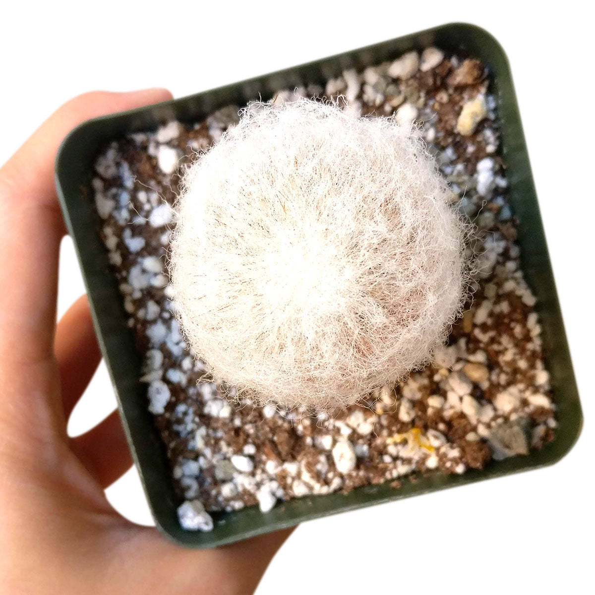 peruvian succulents Peruvian Old Man Cactus - Espostoa Lanata - Unique Funny Cactus Gift Ideas