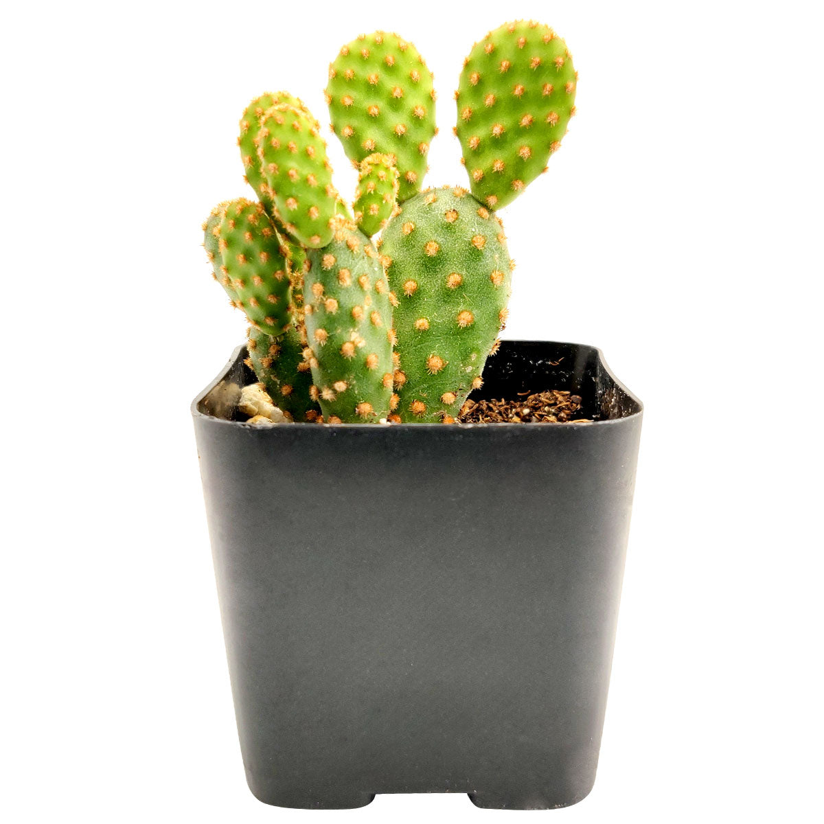 miniature prickly pear cactus Opuntia Rufida Minima