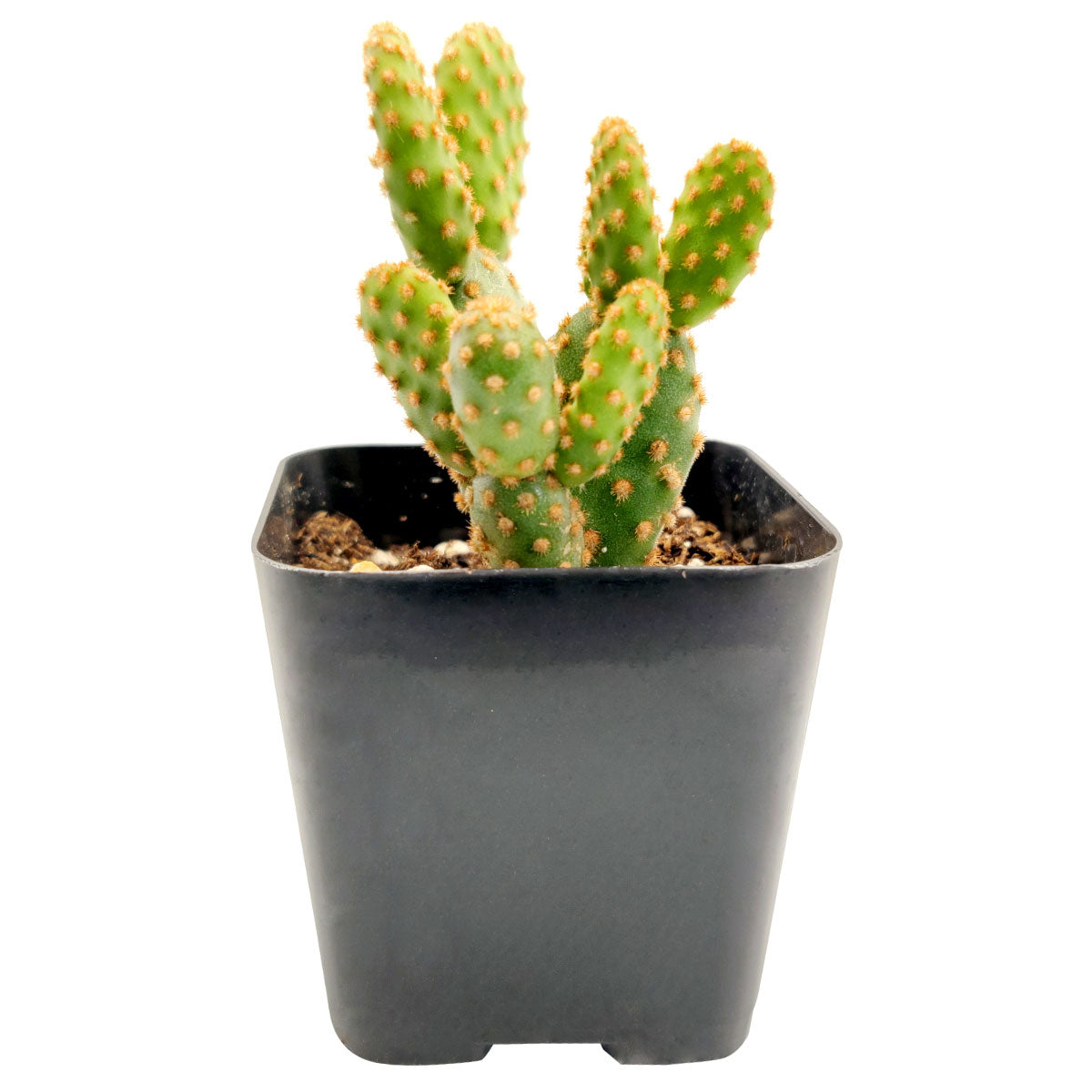 cinnamon on succulents Opuntia Rufida Minima