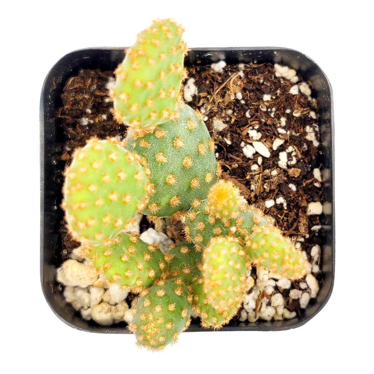 cinnamon on succulents Opuntia Rufida Minima