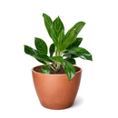 buy chinese evergreen 'white stem' live houseplant 6" pot online, bold cream and green variegated foliage with distinctive white stem coloring, bushy clump-forming tropical silhouette, adapts to low to medium indirect light, slow grower with high visual impact, beautiful statement piece for contemporary or bohemian interiors, a cherished and easy-care gift for all plant lovers