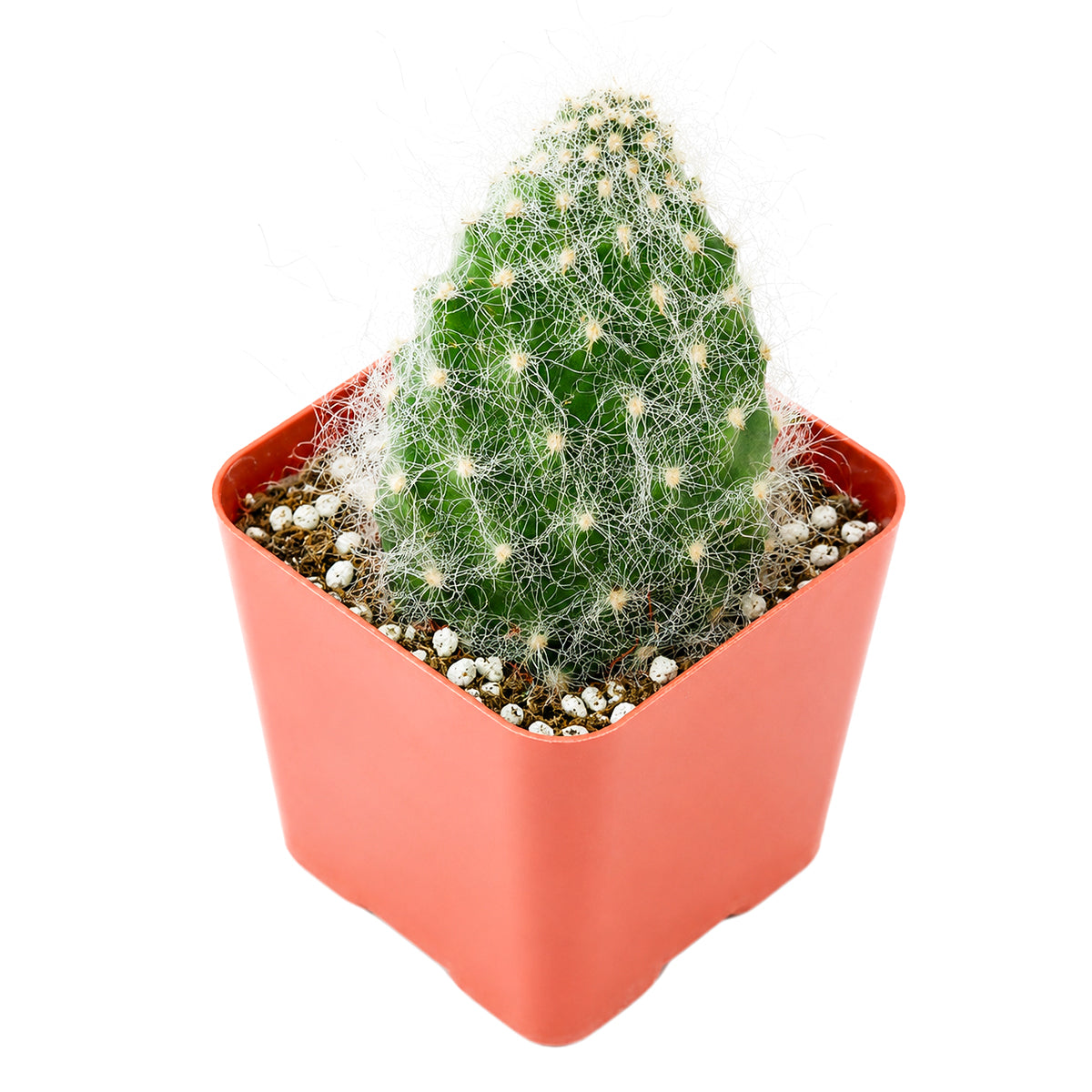Buy 2" Opuntia polyacantha 'Snow Fuzzy' online. This attractive cactus offers a compact size and a unique snow-covered look that makes it stand out among traditional prickly pears. It prefers bright light, well-draining soil, and minimal maintenance. Ideal for creating a stylish indoor cactus display or expanding a rare plant collection.