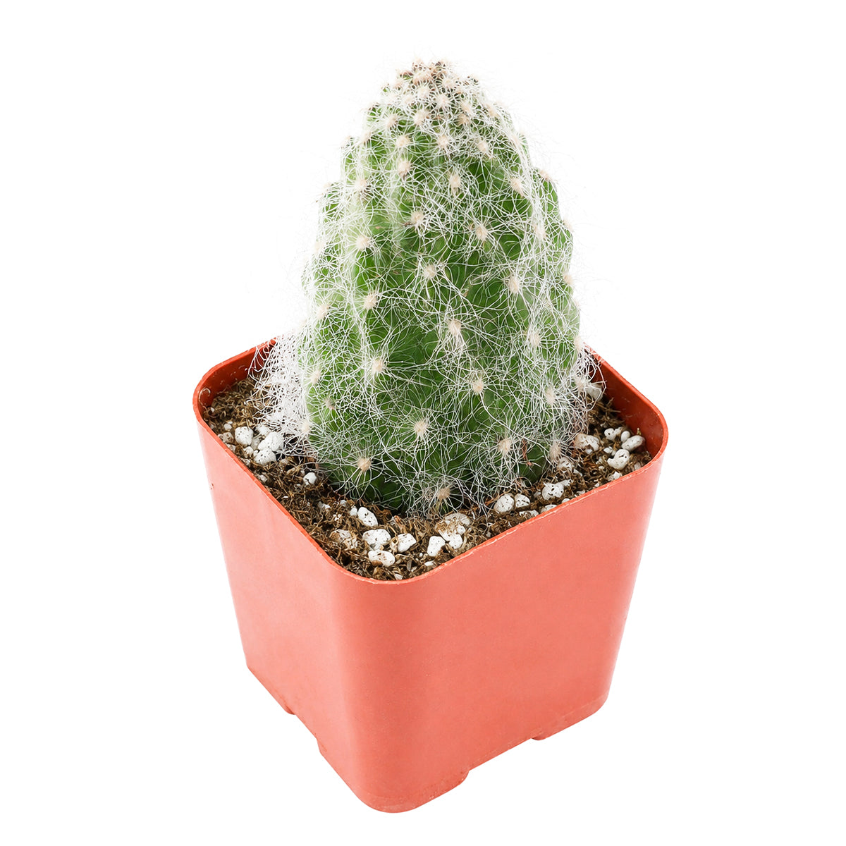 2" Opuntia polyacantha 'Snow Fuzzy' for sale. This unusual variety is admired for its fluffy white spines and neat paddle-shaped growth that adds charm to small spaces. It grows well with bright light and occasional watering after the soil has completely dried. A perfect addition to succulent gardens, collector shelves, or sunny home interiors.