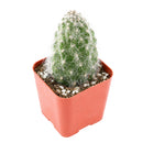 2" Opuntia polyacantha 'Snow Fuzzy' for sale. Featuring compact pads blanketed in fluffy white spines, this eye-catching cactus adds texture and character to any succulent collection. It prefers a sunny location, gritty cactus soil, and minimal watering throughout the growing season. Perfect for desktops, shelves, or as a thoughtful gift for plant lovers.