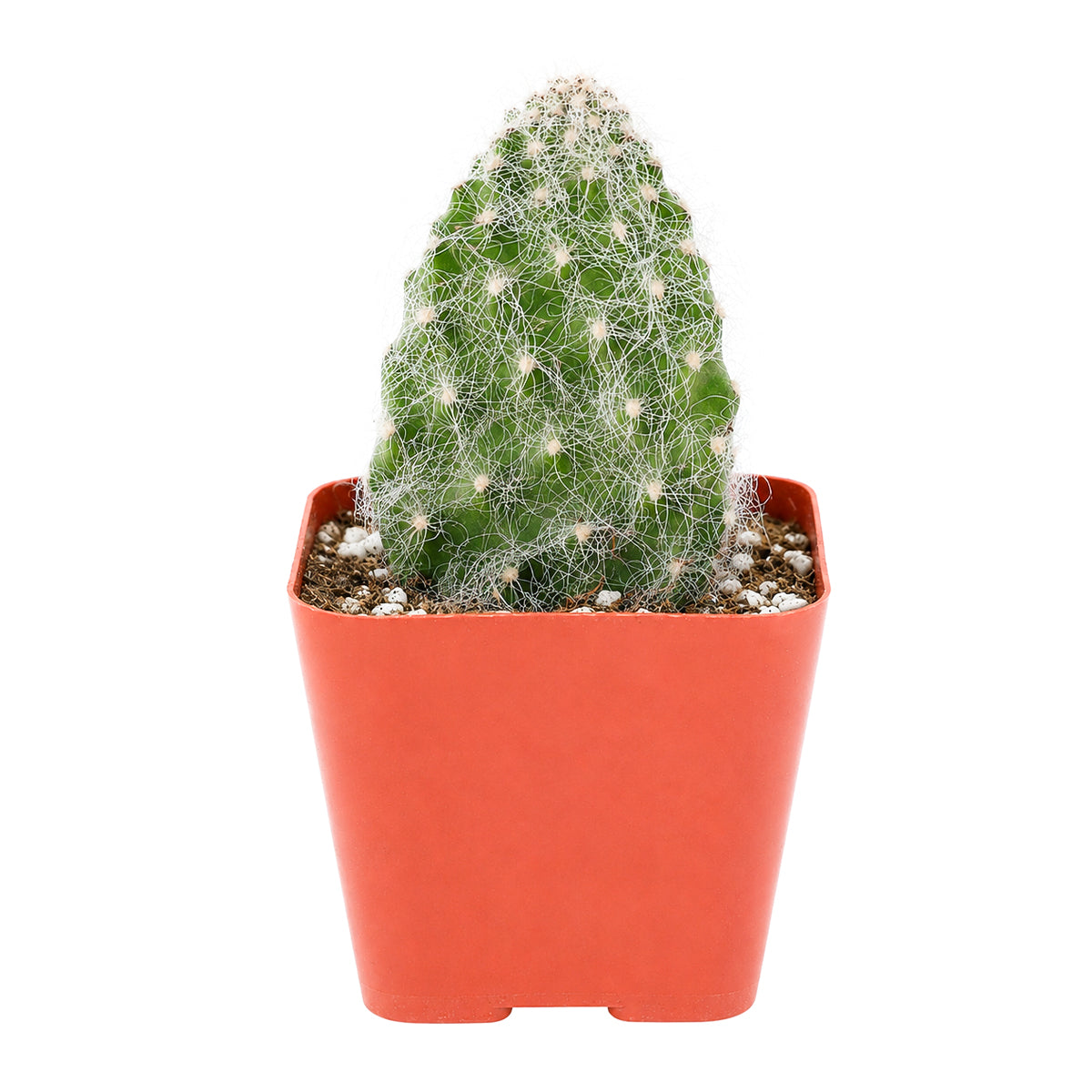 2" Opuntia polyacantha 'Snow Fuzzy' for sale. This collectible cactus features densely clustered white fuzzy spines that create an elegant contrast against its green pads. It enjoys bright sunlight, good airflow, and infrequent watering for healthy growth. An eye-catching specimen that fits perfectly into any cactus or succulent collection.