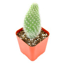 2" Opuntia polyacantha 'Snow Fuzzy' for sale. Featuring compact pads blanketed in fluffy white spines, this eye-catching cactus adds texture and character to any succulent collection. It prefers a sunny location, gritty cactus soil, and minimal watering throughout the growing season. Perfect for desktops, shelves, or as a thoughtful gift for plant lovers.