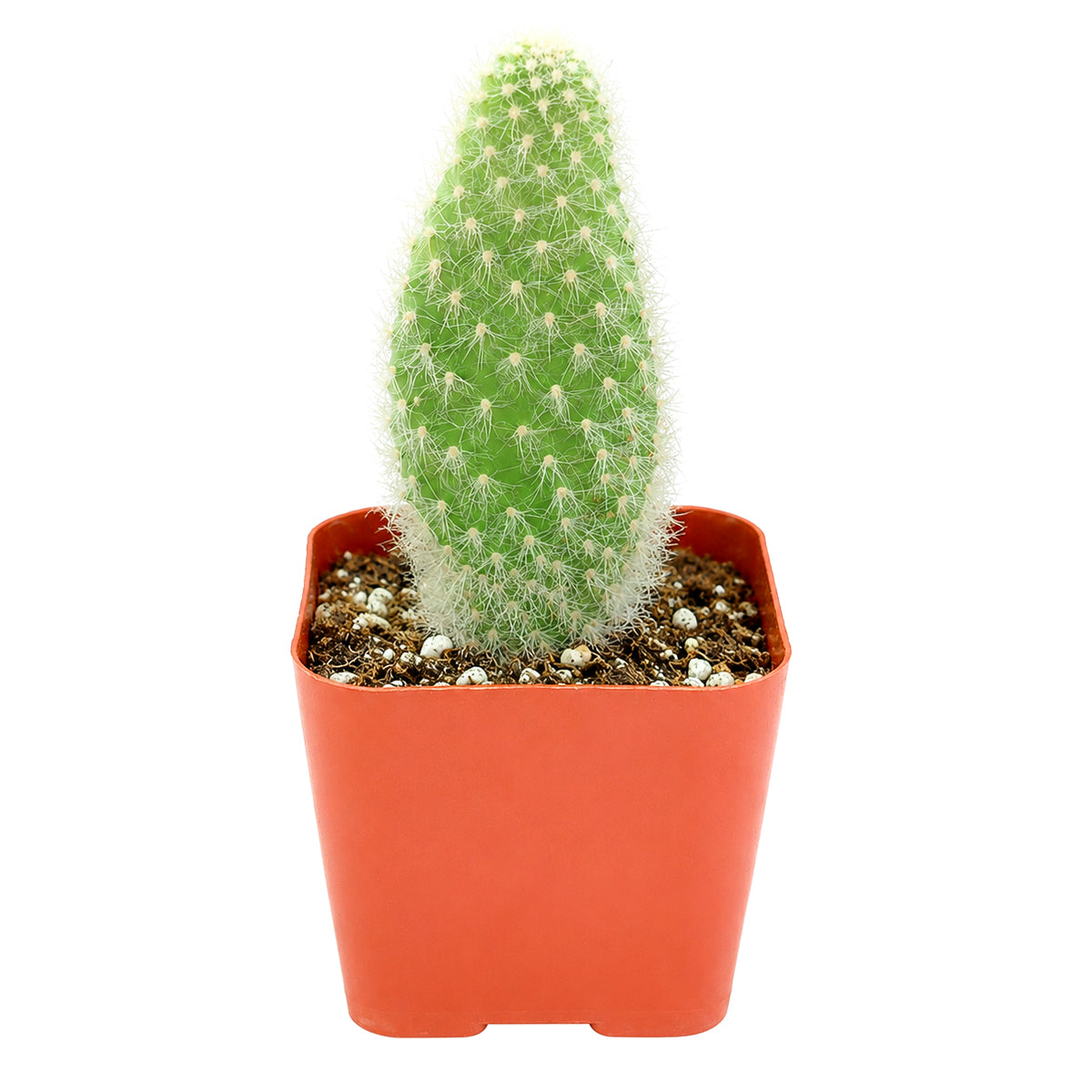 2" Opuntia polyacantha 'Snow Fuzzy' for sale. This beautiful miniature cactus combines sculptural paddle-shaped growth with soft-looking white spines for a striking visual display. It requires well-draining soil, plenty of light, and light watering when the soil is dry. A wonderful accent plant for windowsills, offices, or succulent arrangements.