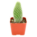 2" Opuntia polyacantha 'Snow Fuzzy' for sale. Featuring compact pads blanketed in fluffy white spines, this eye-catching cactus adds texture and character to any succulent collection. It prefers a sunny location, gritty cactus soil, and minimal watering throughout the growing season. Perfect for desktops, shelves, or as a thoughtful gift for plant lovers.