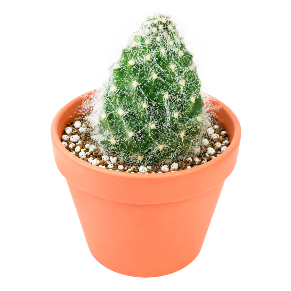 Buy 2" Opuntia polyacantha 'Snow Fuzzy' online. This unique prickly pear variety stands out with its frosted white appearance and compact growth habit that makes every plant a conversation piece. It grows best in bright, indirect to direct light with excellent drainage. An excellent addition to rare cactus collections or modern home décor.