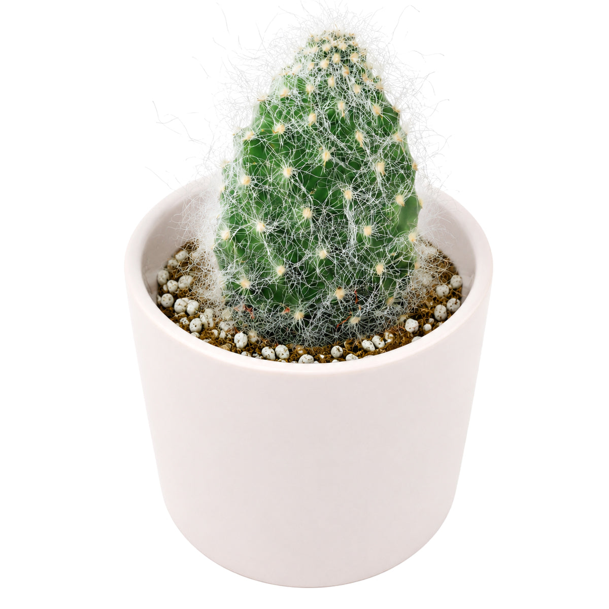 2" Opuntia polyacantha 'Snow Fuzzy' for sale. Featuring compact pads blanketed in fluffy white spines, this eye-catching cactus adds texture and character to any succulent collection. It prefers a sunny location, gritty cactus soil, and minimal watering throughout the growing season. Perfect for desktops, shelves, or as a thoughtful gift for plant lovers.