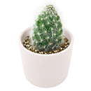 2" Opuntia polyacantha 'Snow Fuzzy' for sale. Featuring compact pads blanketed in fluffy white spines, this eye-catching cactus adds texture and character to any succulent collection. It prefers a sunny location, gritty cactus soil, and minimal watering throughout the growing season. Perfect for desktops, shelves, or as a thoughtful gift for plant lovers.