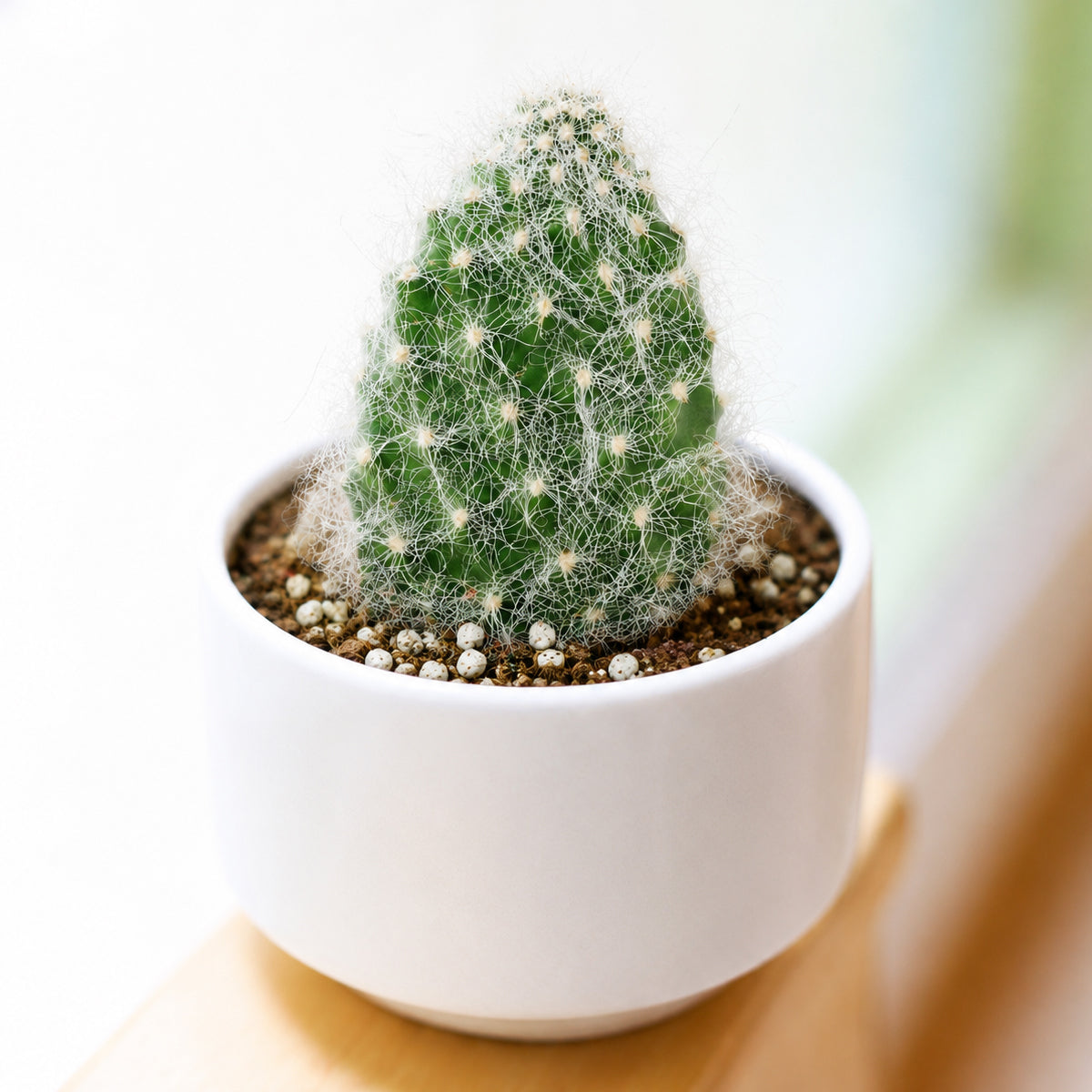 Buy 2" Opuntia polyacantha 'Snow Fuzzy' online. This charming cactus is covered in soft white fuzzy spines that give it a snowy appearance while highlighting its distinctive paddle-shaped pads. It thrives in bright light with well-draining soil and occasional watering once the soil has dried completely. A delightful choice for cactus collectors, sunny windowsills, or unique indoor plant displays.
