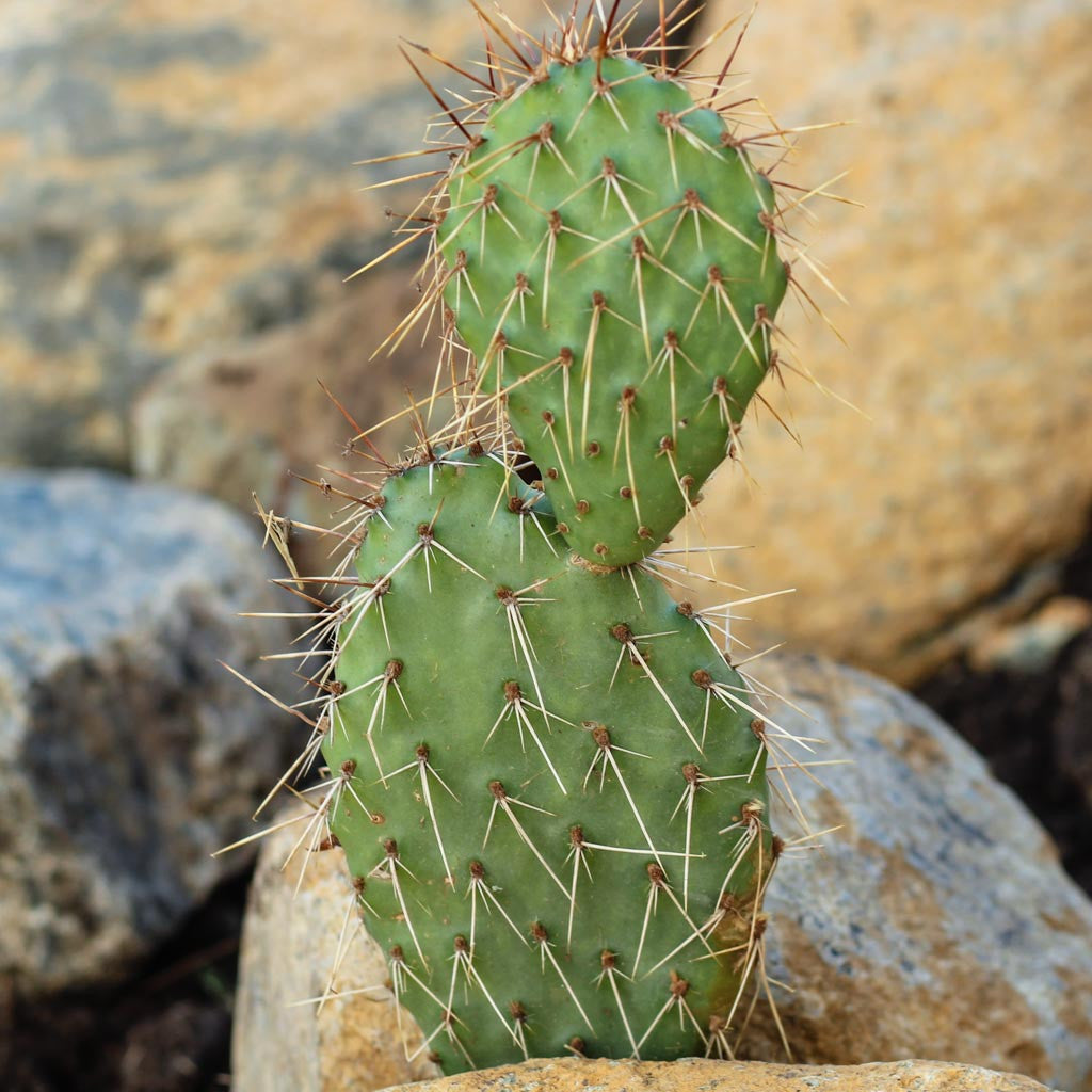 buy opuntia rhodantha 'grand mesa peach' (4-6") live cactus 4-6 inch online, peachy-pink segmented pads with delicate spines, compact mounding growth habit reaching 4-6 inches tall, vibrant warm peachy coloration intensifies in bright sunlight, extremely drought tolerant and cold hardy succulent, perfect bright windowsill accent plant, unique cactus gift idea for collectors