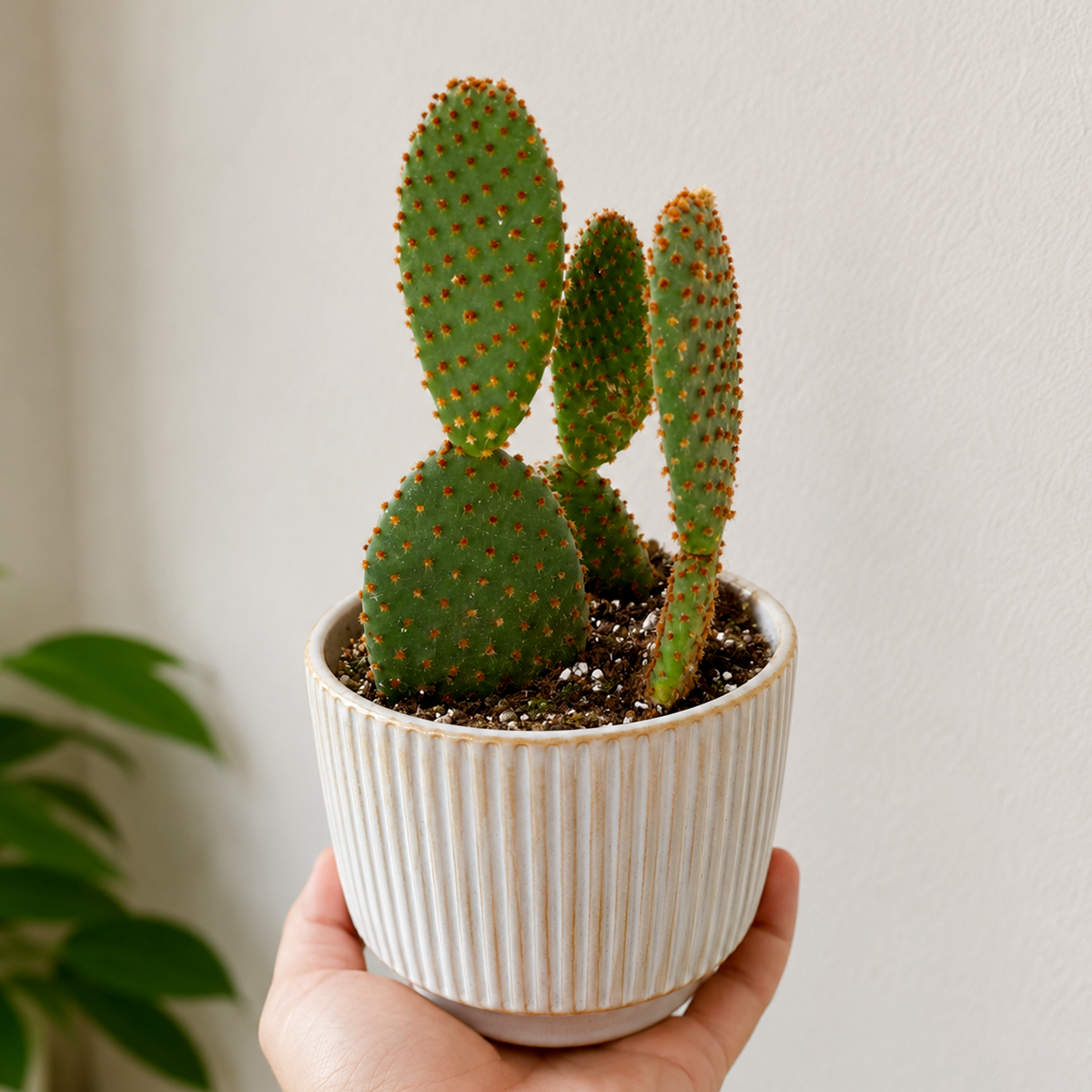 3 inch Opuntia 'Microdasys' (Bunny Ear Cactus) for sale. Opuntia 'Microdasys', also known as the Bunny Ear Cactus, is a charming succulent recognized for its distinctive pad-shaped stems covered in soft-looking golden glochids. It thrives in bright, direct light with well-draining cactus soil and requires only occasional watering, making it an easy-care choice for indoor spaces. This unique cactus is perfect for homes, offices, or anyone looking to add a fun and low-maintenance plant to their collection.