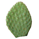 buy opuntia orange chiffon 4-6 inch live plant online, vibrant orange-tinged paddle-shaped stems with fine spines, low-growing compact cactus form ideal for small spaces, adapts to direct sun and low-light conditions with scorching risk in south windows, tolerates dry heated indoor air and thrives when moved outdoors in autumn, perfect bright windowsill succulent accent, unique cactus gift idea for plant collectors
