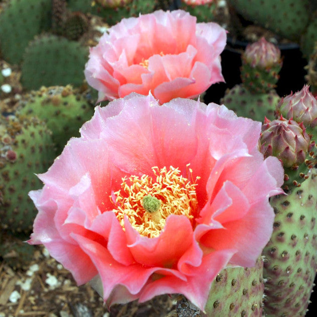 buy opuntia orange chiffon 4-6 inch live plant online, vibrant orange-tinged paddle-shaped stems with fine spines, low-growing compact cactus form ideal for small spaces, adapts to direct sun and low-light conditions with scorching risk in south windows, tolerates dry heated indoor air and thrives when moved outdoors in autumn, perfect bright windowsill succulent accent, unique cactus gift idea for plant collectors