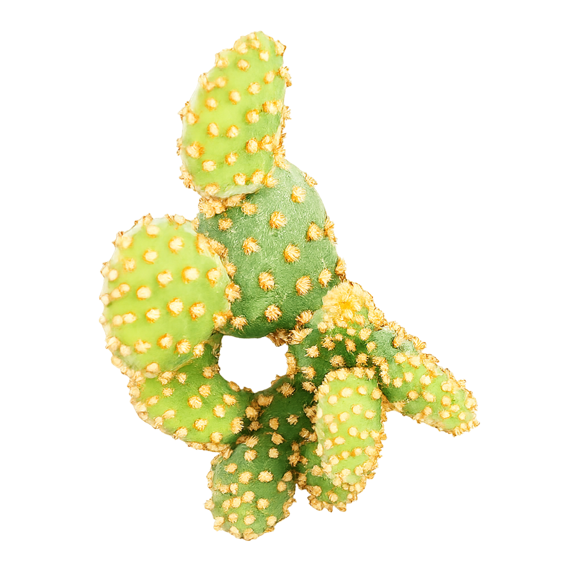 2 inch Opuntia Rufida Minima Cinnamon Cactus for sale, drought tolerant cactus succulent, low maintenance cactus plant, decorative potted cactus, unique textured cactus pads, collectible Opuntia variety