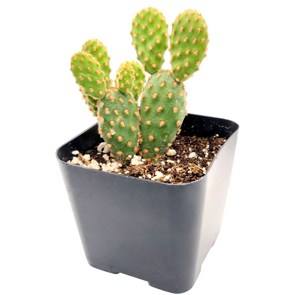 2 inch Opuntia Rufida Minima Cinnamon Cactus for sale, exotic desert plant for collectors, architectural cactus form, sun loving cactus species, nursery grown cactus plant, hardy drought resistant cactus, cactus for container gardens and rock gardens