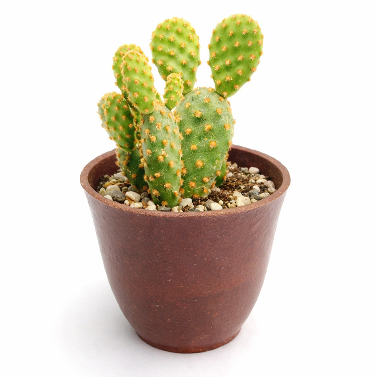 2 inch Opuntia Rufida Minima Cinnamon Cactus for sale, dramatic desert plant accent, premium drought tolerant cactus, unusual cactus for enthusiasts, striking miniature prickly pear cactus, rare ornamental cactus species