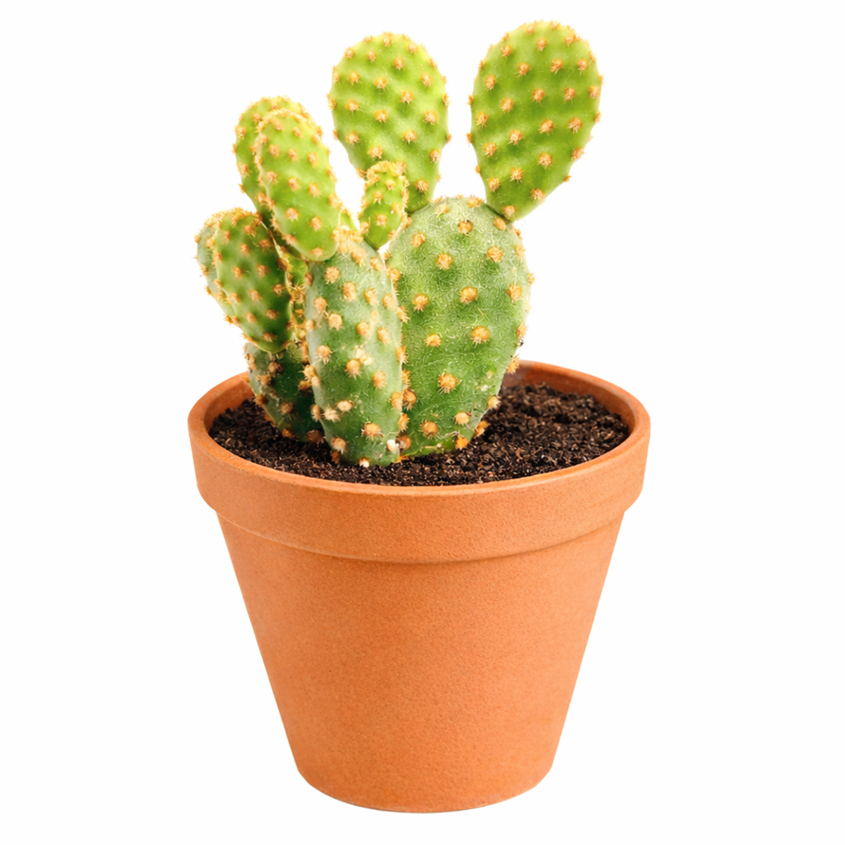 2 inch Opuntia Rufida Minima Cinnamon Cactus for sale, stylish modern cactus decor, decorative cactus centerpiece arrangement, cactus gift for plant lovers, indoor outdoor ornamental cactus, exotic cactus collection plant