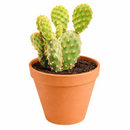 2 inch Opuntia Rufida Minima Cinnamon Cactus for sale, compact ornamental cactus specimen, premium collector cactus, distinctive reddish brown cactus glochids, cactus for xeriscape landscaping, ornamental cactus for desert gardens, eye-catching cactus display plant