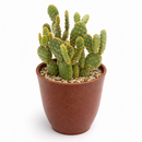 2 inch Opuntia Rufida Minima Cinnamon Cactus for sale, compact ornamental cactus specimen, premium collector cactus, distinctive reddish brown cactus glochids, cactus for xeriscape landscaping, ornamental cactus for desert gardens, eye-catching cactus display plant