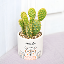 2 inch Opuntia Rufida Minima Cinnamon Cactus for sale, compact ornamental cactus specimen, premium collector cactus, distinctive reddish brown cactus glochids, cactus for xeriscape landscaping, ornamental cactus for desert gardens, eye-catching cactus display plant