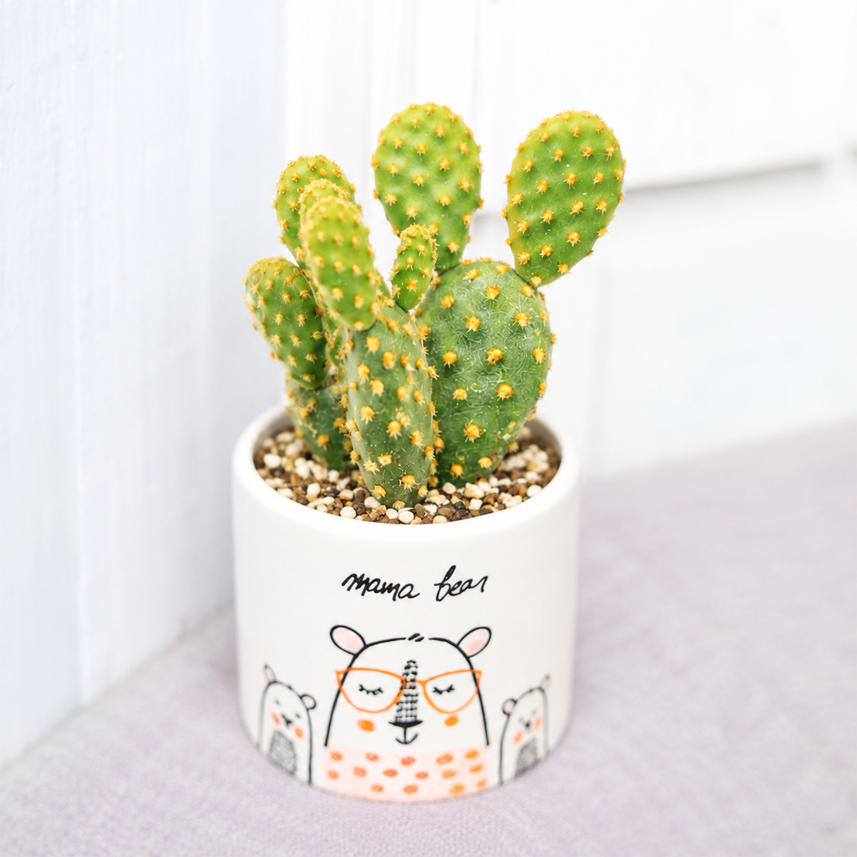 2 inch Opuntia Rufida Minima Cinnamon Cactus for sale, innamon bunny ears cactus, miniature prickly pear cactus, rare Opuntia succulent cactus, cinnamon colored glochid cactus, compact desert cactus plant, ornamental cactus for indoor and outdoor gardens, drought tolerant cactus succulent
