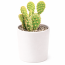 2 inch Opuntia Rufida Minima Cinnamon Cactus for sale, compact ornamental cactus specimen, premium collector cactus, distinctive reddish brown cactus glochids, cactus for xeriscape landscaping, ornamental cactus for desert gardens, eye-catching cactus display plant