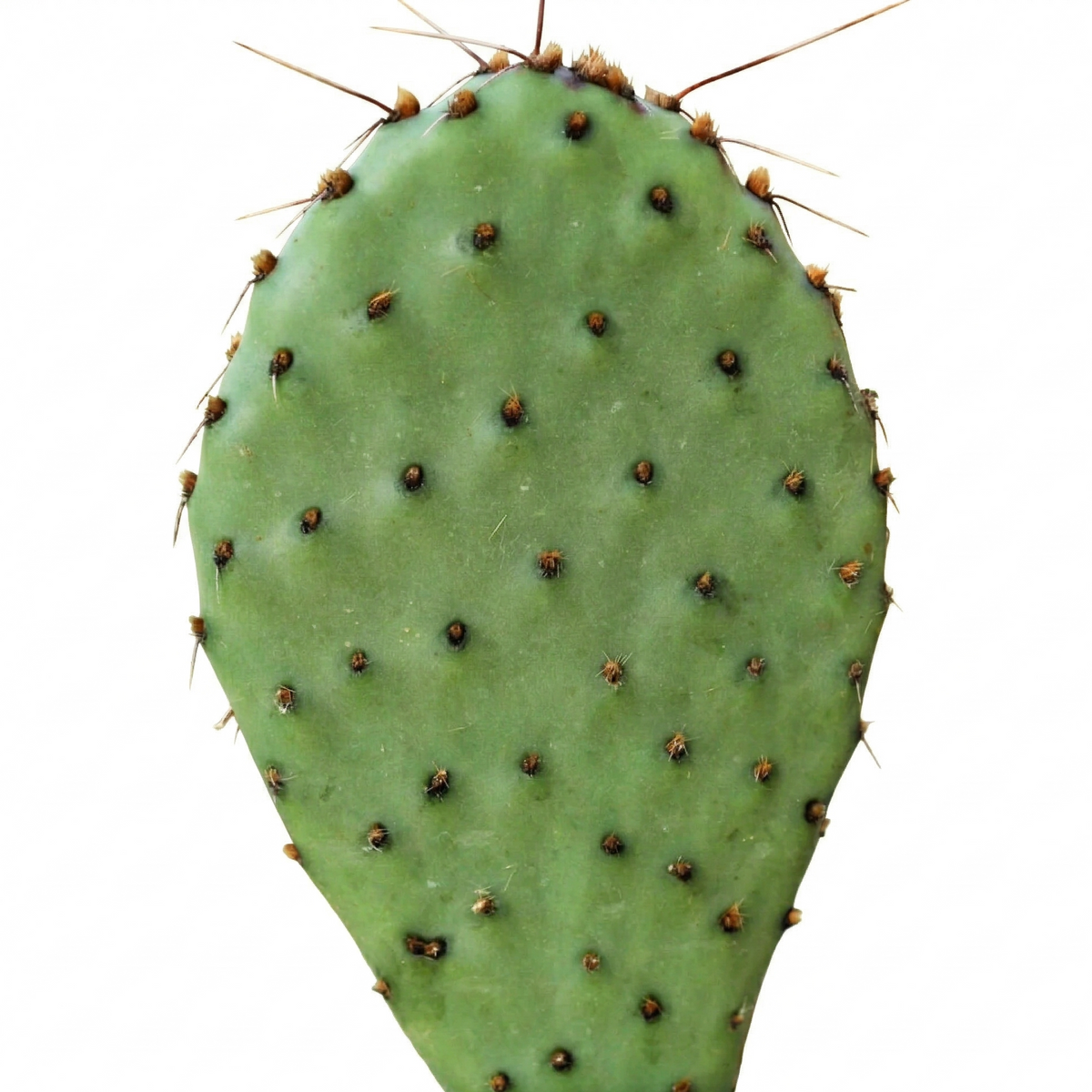 Opuntia 'Zion' on a white background, green succulents, indoor outdoor succulents, cactus care guide, buy cactus online