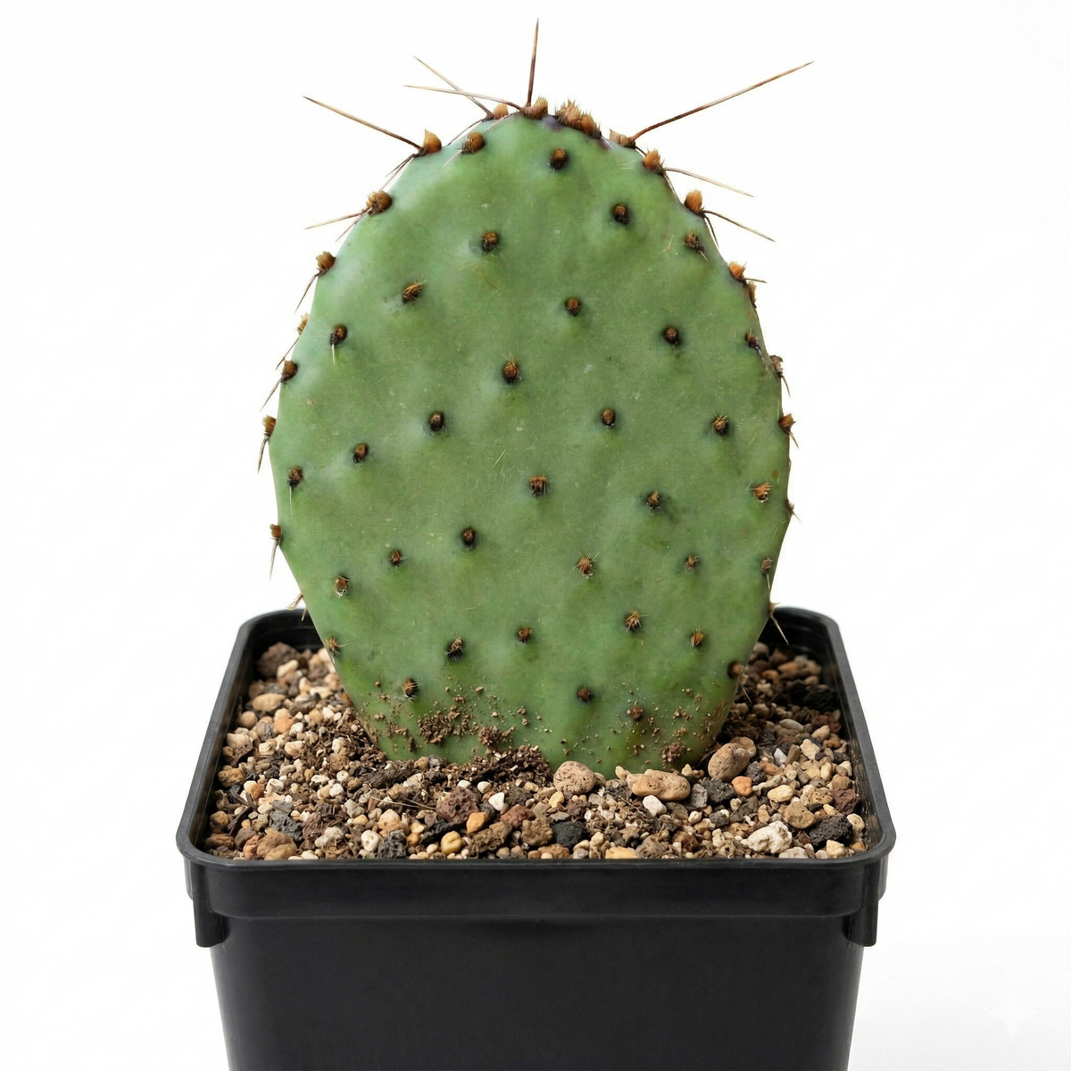 Opuntia ‘Zion’ (Bare Root)
