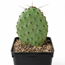 Opuntia ‘Zion’ (Bare Root)
