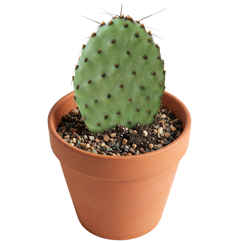 Opuntia ‘Zion’ (Bare Root)