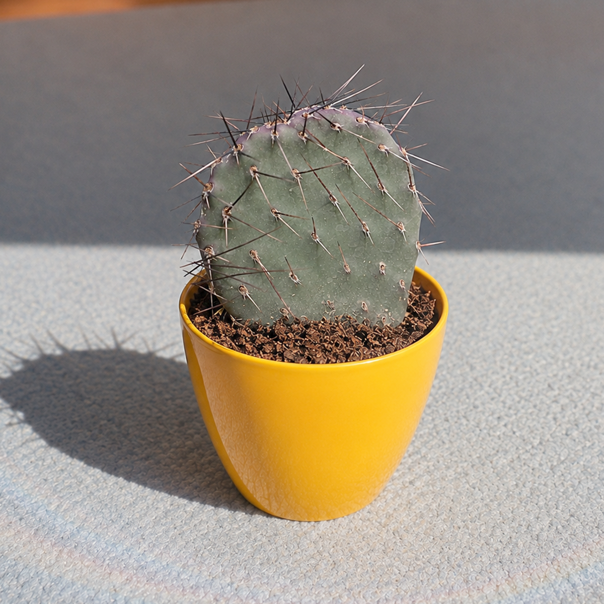 Opuntia 'Dark Knight' live plant for sale. This striking cactus features flat, paddle-shaped pads with dark coloring and distinctive spines. Easy to care for, it thrives in bright light, well-draining soil, and requires minimal watering.