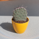 buy opuntia 'dark knight' live cactus 2 inch online, deep purple-black paddle-shaped stems with dramatic dark coloration, compact clustering growth form with velvety textured joints, striking ornamental foliage that deepens in bright light, drought tolerant and minimal watering requirements, perfect modern shelf accent, rare collector plant gift idea