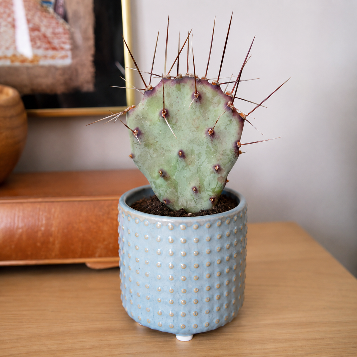 Buy Opuntia 'Goldie Rita' live plant online. This colorful cactus features flat, rounded pads with golden yellow to orange tones in bright light. Easy to care for, it thrives in full sun, well-draining soil, and requires minimal watering.