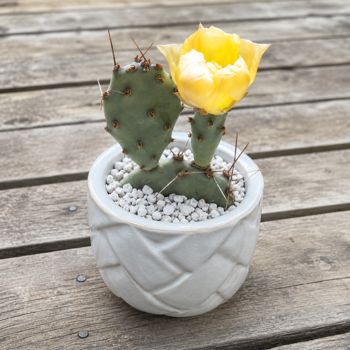 Opuntia 'Goldie Rita' live plant for sale. This colorful cactus features flat, rounded pads that develop golden yellow to orange tones in bright light. Easy to care for, it thrives in full sun, well-draining soil, and requires minimal watering.