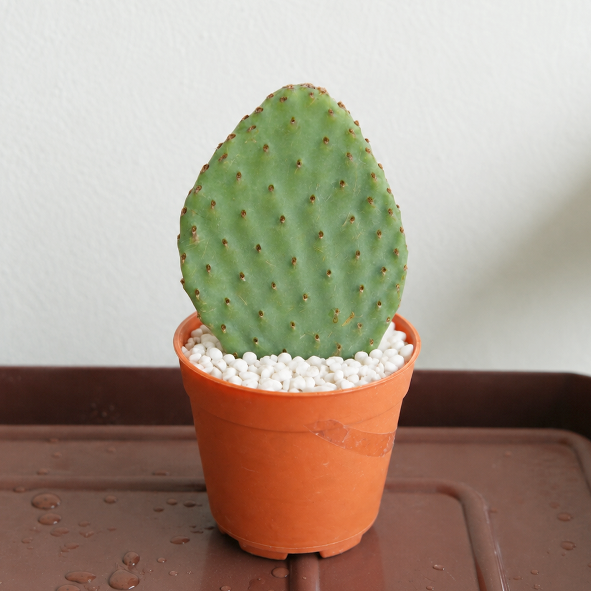 Opuntia 'Orange Chiffon' live plant for sale. This vibrant cactus features flat, rounded pads with warm orange tones and a unique sculptural shape. Easy to care for, it thrives in full sun, well-draining soil, and requires minimal watering.