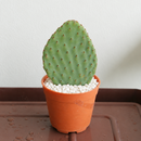 buy opuntia orange chiffon 4-6 inch live plant online, vibrant orange-tinged paddle-shaped stems with fine spines, low-growing compact cactus form ideal for small spaces, adapts to direct sun and low-light conditions with scorching risk in south windows, tolerates dry heated indoor air and thrives when moved outdoors in autumn, perfect bright windowsill succulent accent, unique cactus gift idea for plant collectors