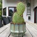 buy opuntia rhodantha 'grand mesa peach' (4-6") live cactus 4-6 inch online, peachy-pink segmented pads with delicate spines, compact mounding growth habit reaching 4-6 inches tall, vibrant warm peachy coloration intensifies in bright sunlight, extremely drought tolerant and cold hardy succulent, perfect bright windowsill accent plant, unique cactus gift idea for collectors