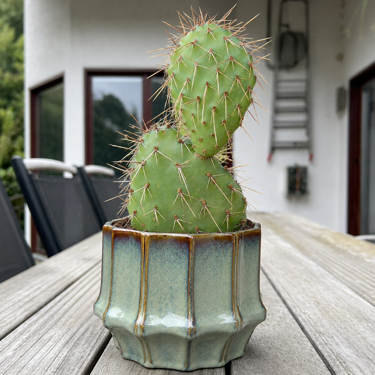 Buy Opuntia rhodantha 'Grand Mesa Peach' live plant online. This colorful cactus features flat, rounded pads with soft peachy tones and attractive spines. Easy to care for, it thrives in full sun, well-draining soil, and requires minimal watering.