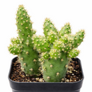 8-pack of 2" live plants for sale. Pick eight favorite plants and enjoy a variety of compact plants in 2" pots. Great for plant collections, gifting, decorating small spaces, and indoor gardening.